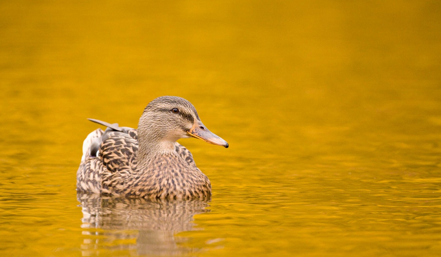 Autumn mallard swimming